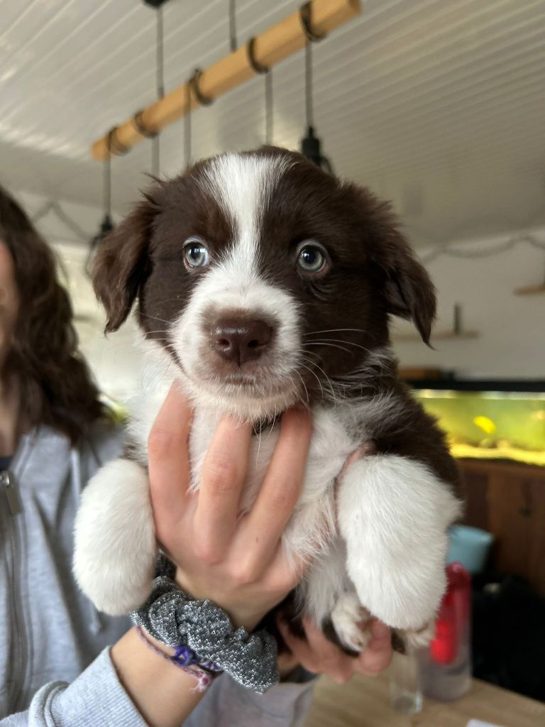 Aux Couleurs De Sépoura - Chiot disponible  - Berger Américain Miniature 