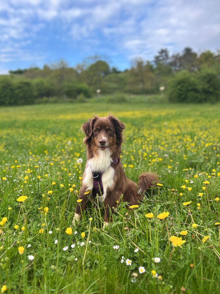 Uli Aux Couleurs De Sépoura