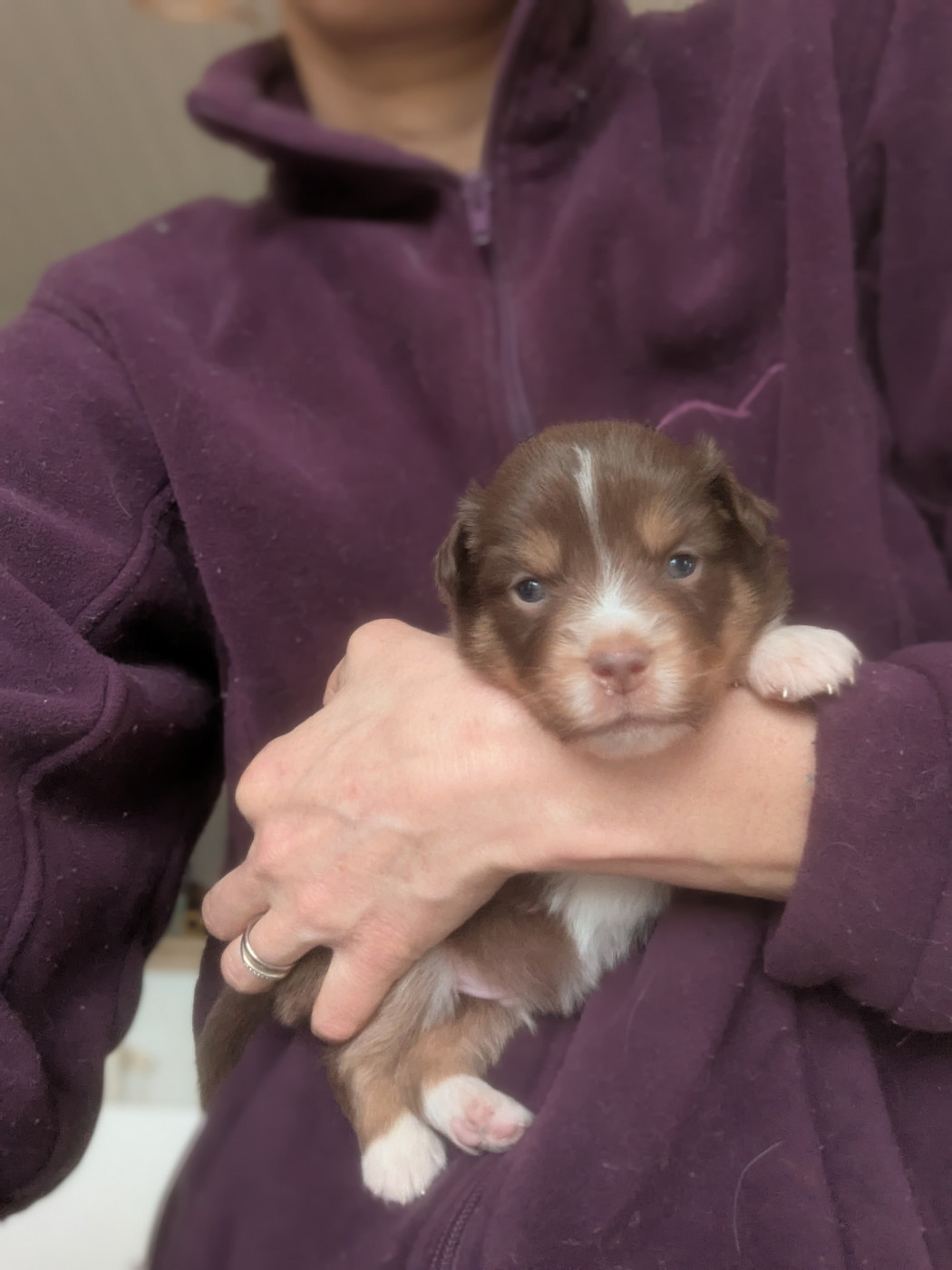 Aux Couleurs De Sépoura - Chiots disponibles - Berger Américain Miniature 