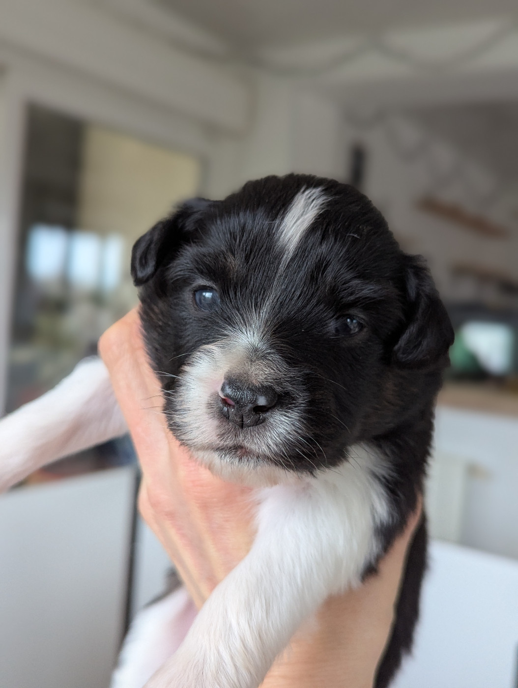 Aux Couleurs De Sépoura - Chiots disponibles - Berger Américain Miniature 