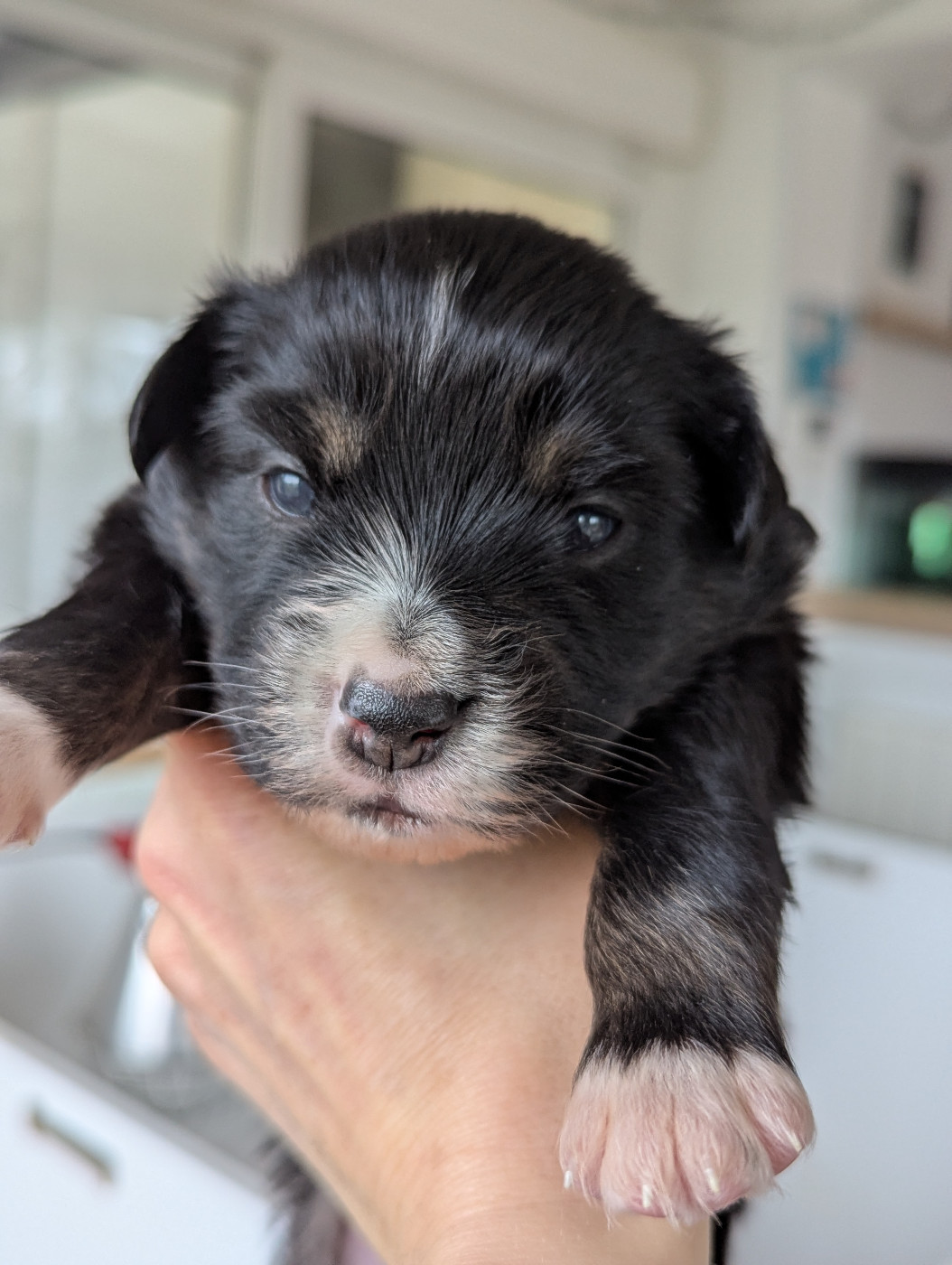 Aux Couleurs De Sépoura - Chiots disponibles - Berger Américain Miniature 