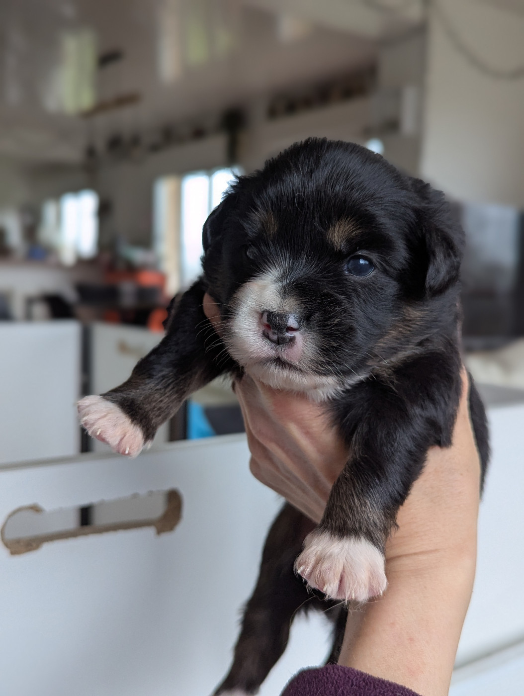 Aux Couleurs De Sépoura - Chiots disponibles - Berger Américain Miniature 