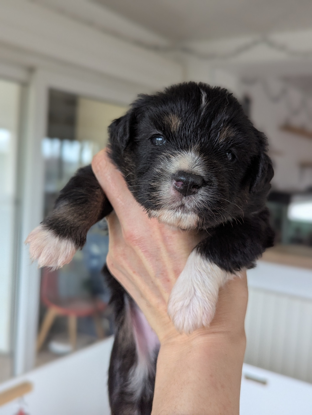 Aux Couleurs De Sépoura - Chiots disponibles - Berger Américain Miniature 