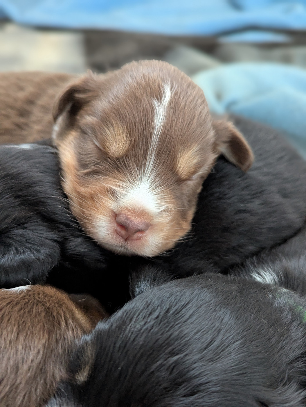 Chiot Berger Américain Miniature  Aux Couleurs De Sépoura