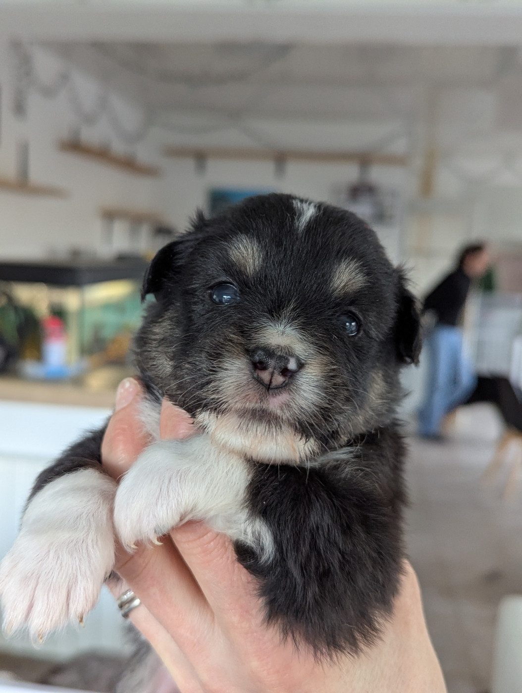 Aux Couleurs De Sépoura - Chiots disponibles - Berger Américain Miniature 