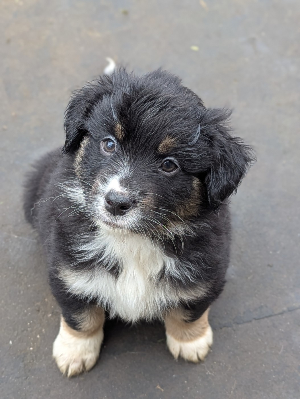 Aux Couleurs De Sépoura - Chiots disponibles - Berger Américain Miniature 