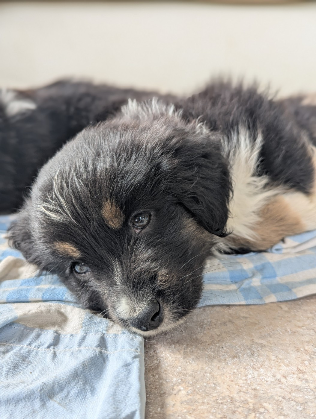 Aux Couleurs De Sépoura - Chiots disponibles - Berger Américain Miniature 