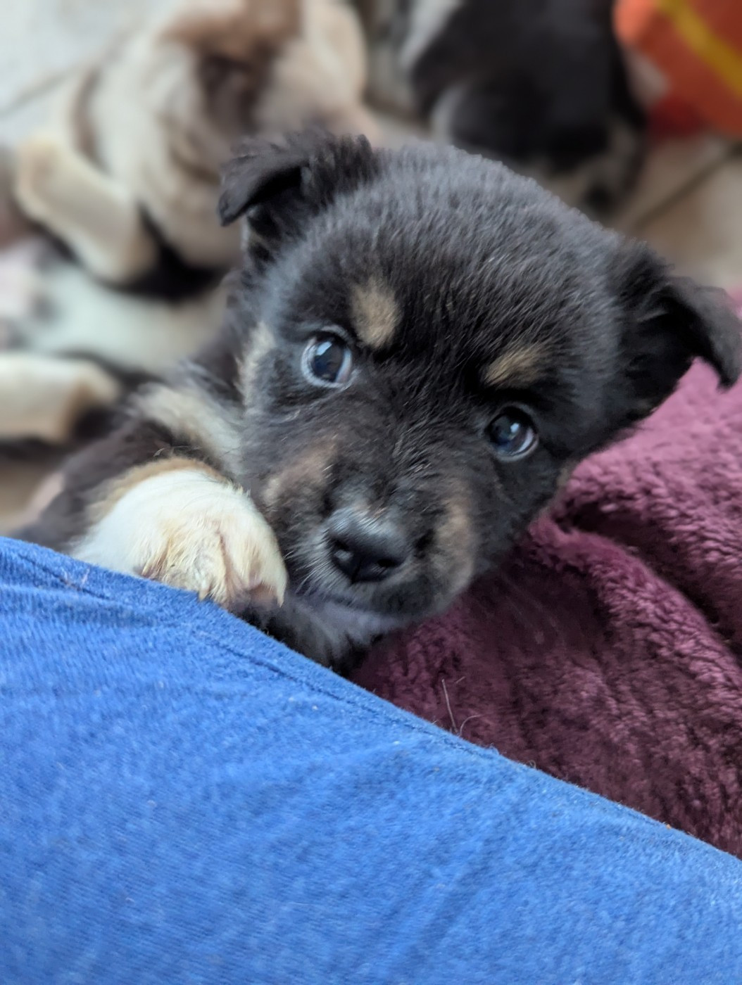 Aux Couleurs De Sépoura - Chiots disponibles - Berger Américain Miniature 