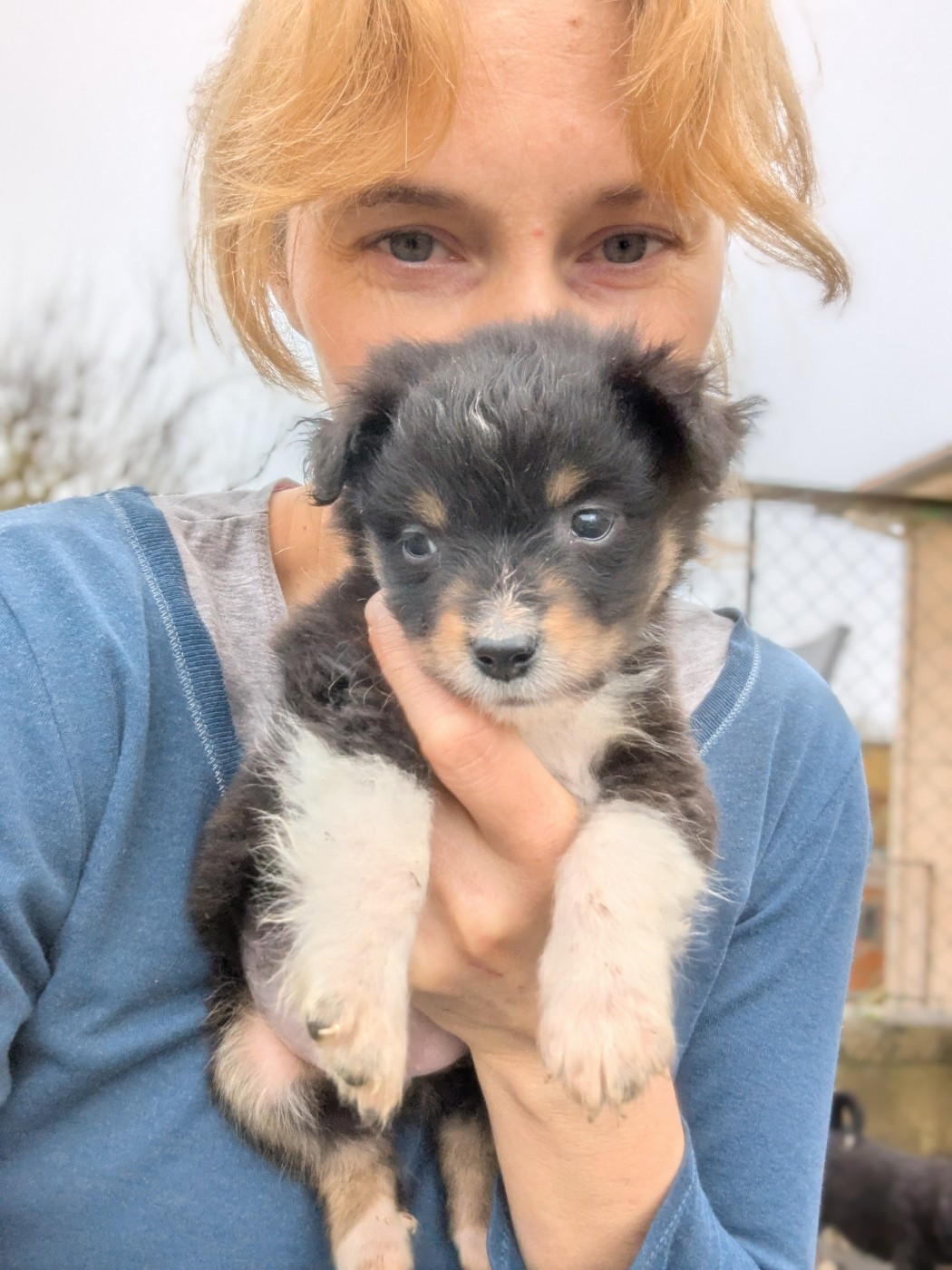 Aux Couleurs De Sépoura - Chiots disponibles - Berger Américain Miniature 
