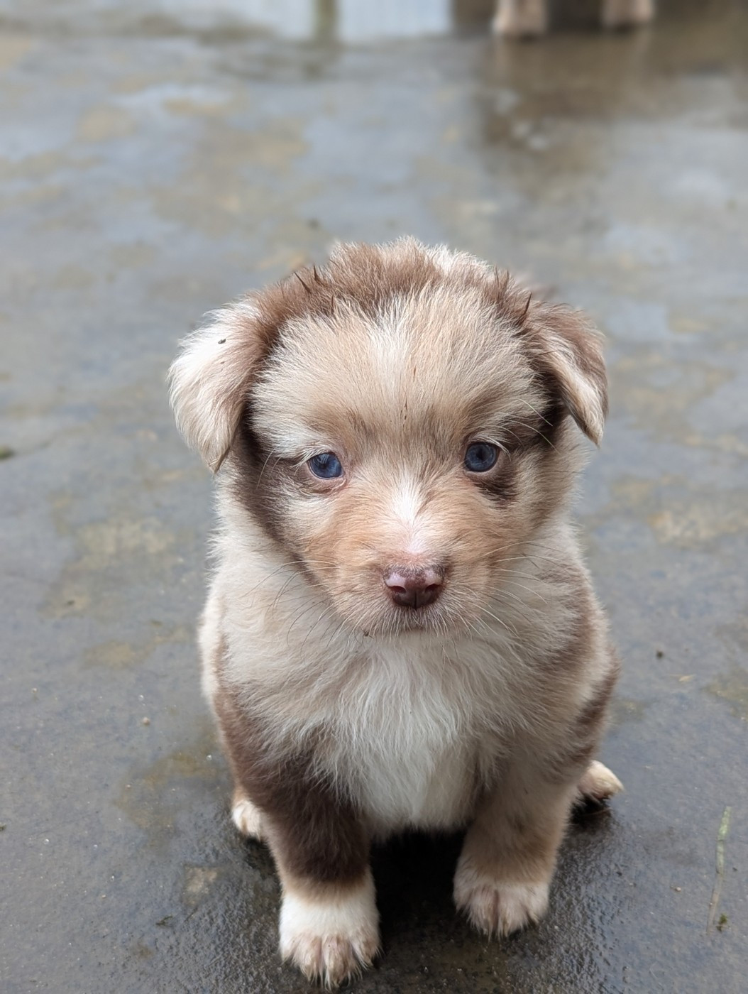 Aux Couleurs De Sépoura - Chiots disponibles - Berger Américain Miniature 