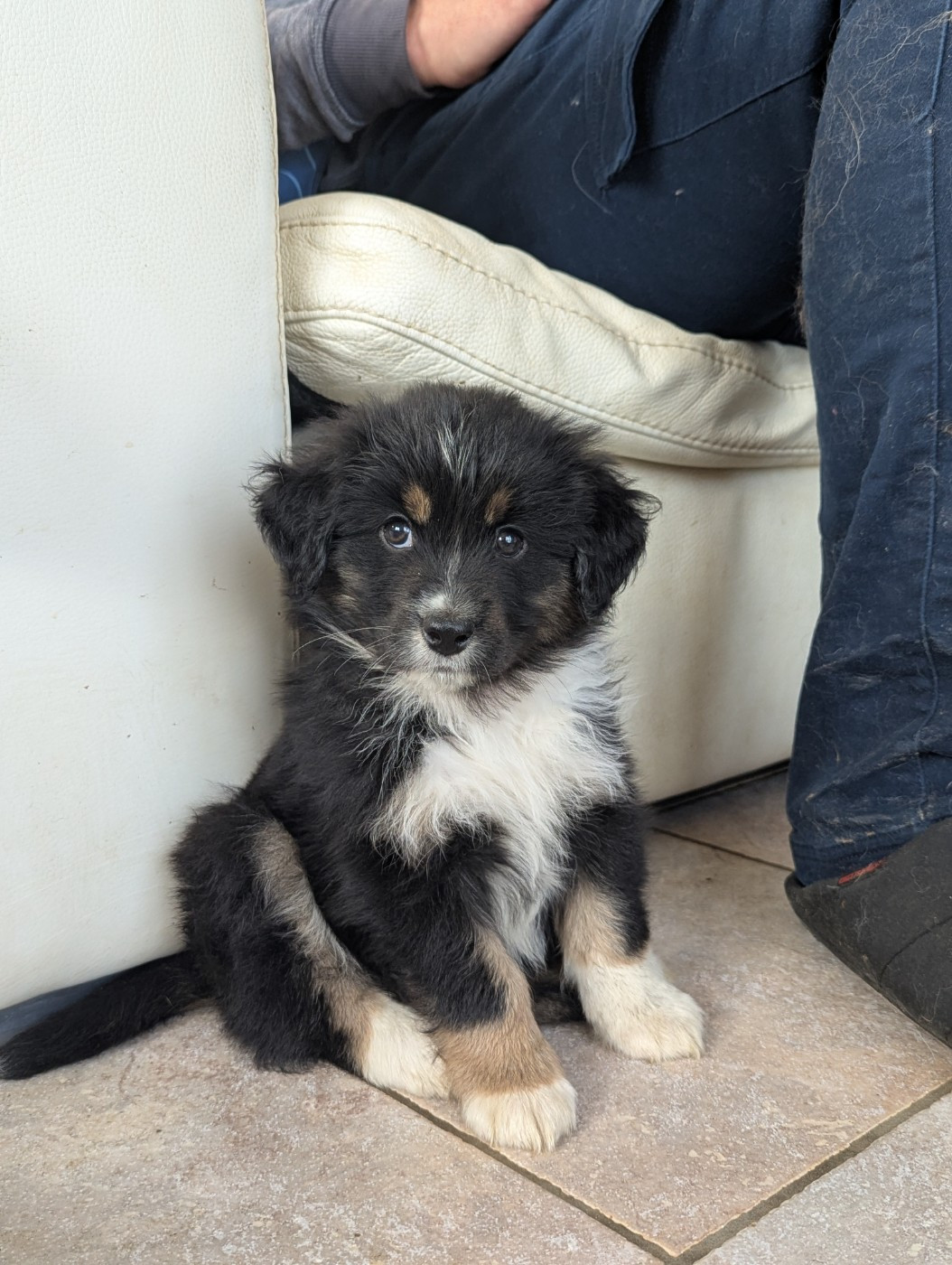 Aux Couleurs De Sépoura - Chiots disponibles - Berger Américain Miniature 