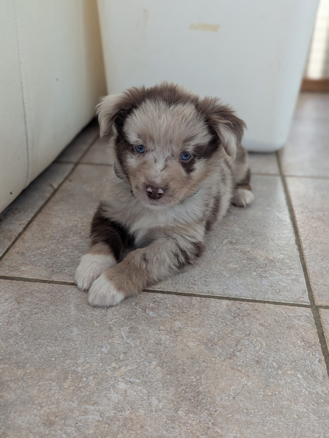 Aux Couleurs De Sépoura - Berger Américain Miniature  - Portée née le 11/01/2026