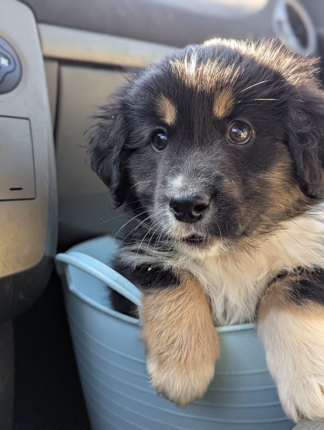 Aux Couleurs De Sépoura - Chiots disponibles - Berger Américain Miniature 