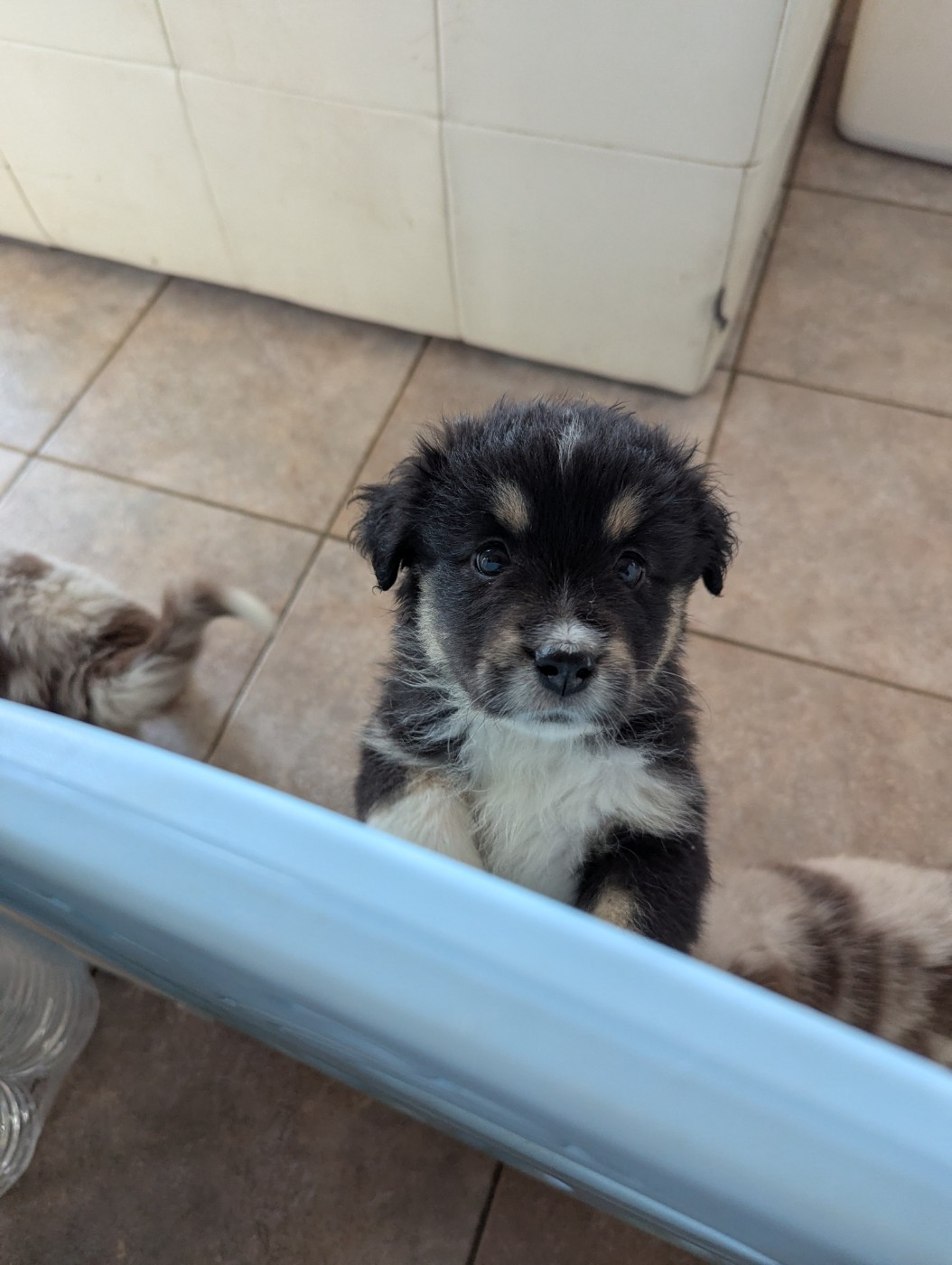 Aux Couleurs De Sépoura - Chiots disponibles - Berger Américain Miniature 