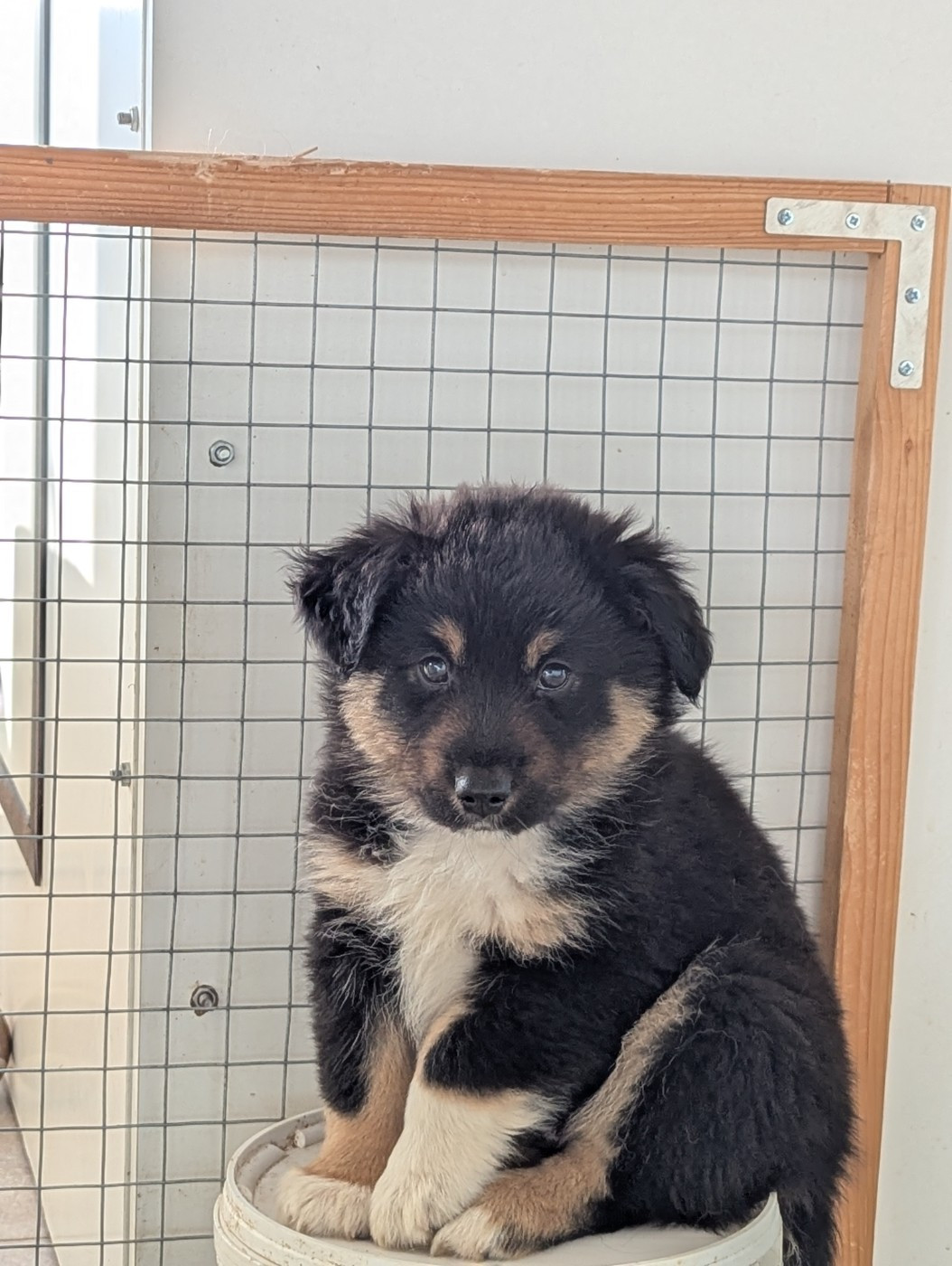 Aux Couleurs De Sépoura - Chiots disponibles - Berger Américain Miniature 