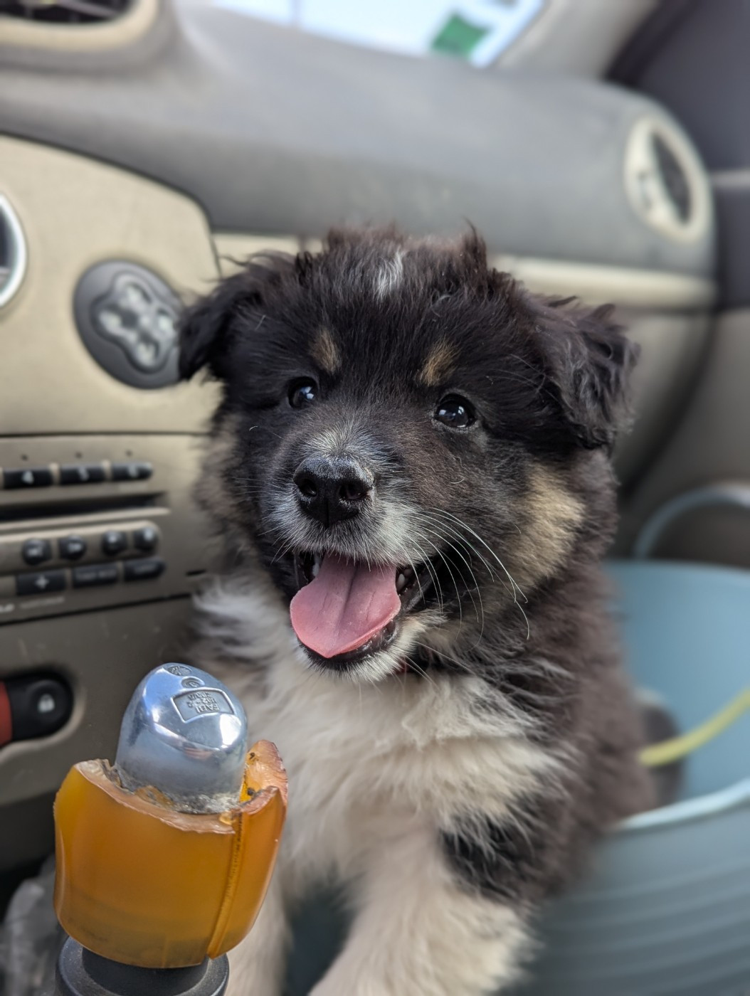 Aux Couleurs De Sépoura - Chiots disponibles - Berger Américain Miniature 