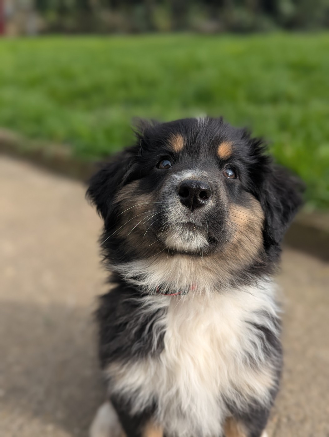 Aux Couleurs De Sépoura - Berger Américain Miniature  - Portée née le 07/01/2026