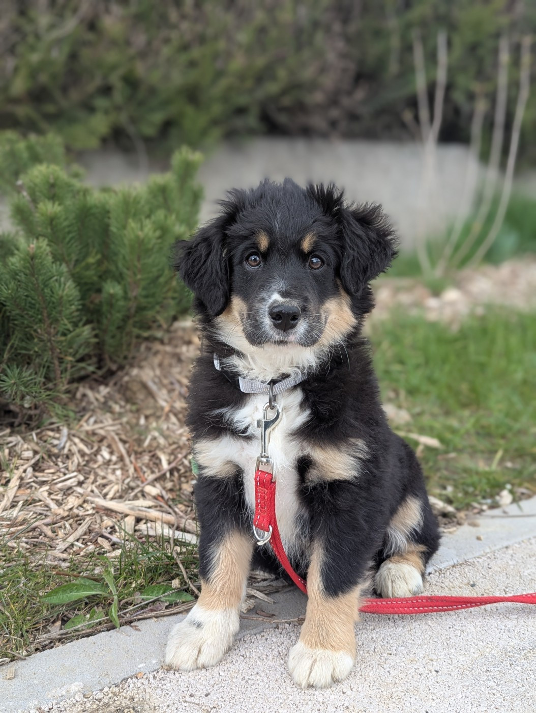 Aux Couleurs De Sépoura - Chiots disponibles - Berger Américain Miniature 