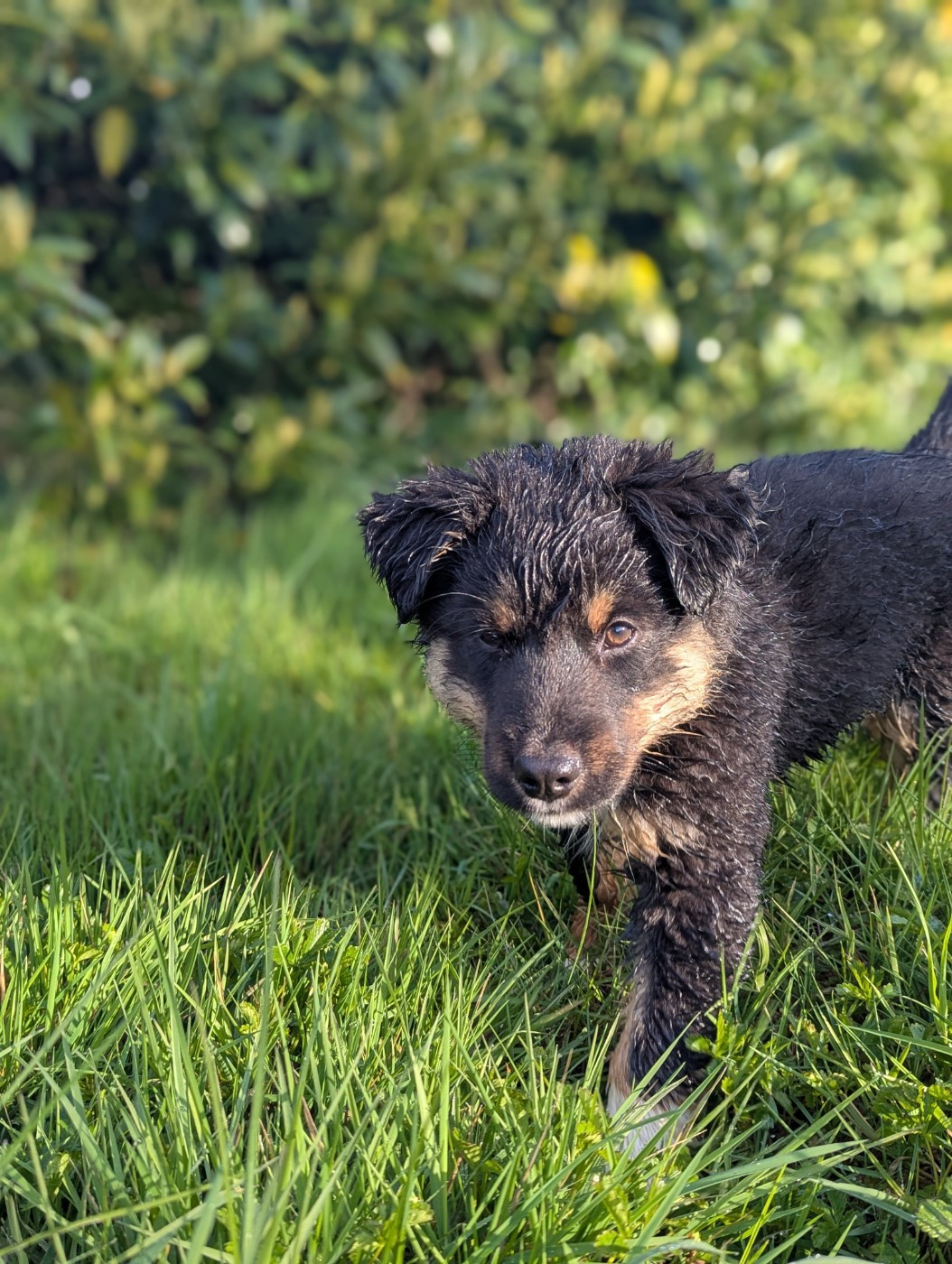 Aux Couleurs De Sépoura - Chiots disponibles - Berger Américain Miniature 